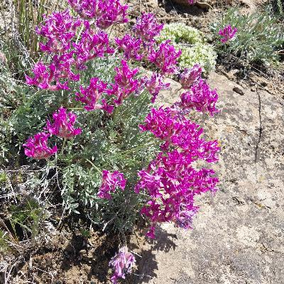 Buffalo Bean (Astragalus crassicarpus)