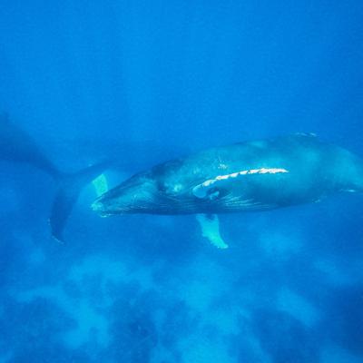 #2 Velryby a náš splněný sen.