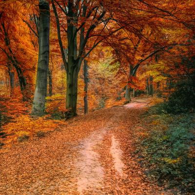 To everything there is a season - embracing the ever changing nature of life.