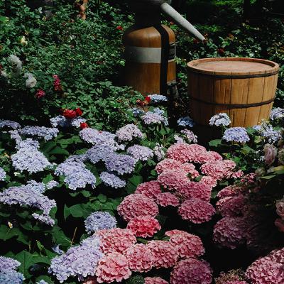 Ep4 : Positivity & negativity | Your garden of choice