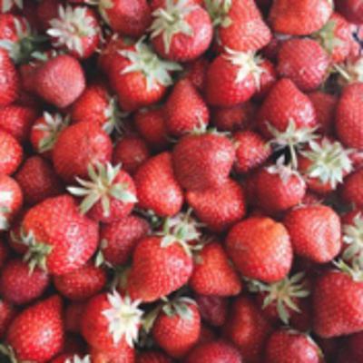 Explicando o livro A droga da obediência