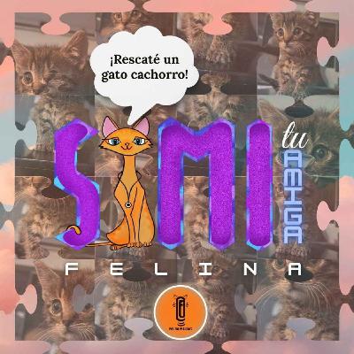 ¡Rescaté un gato cachorro!