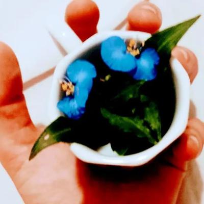 🌷🌸🌹🌺🌻🪻🌼🏵️ "(...) mañana crecerán flores tiernas, o sea: florcitas (...)" 🌷🌸🌹🌺🌻🪻🌼🏵️ 🌷🌸🌹🌺🌻🪻🌼🏵️ "(...) mañana crecerán flores tiernas, o sea: florcitas (...)" 🌷🌸🌹🌺🌻🪻🌼🏵️