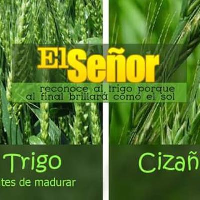 El trigo y la cizaña