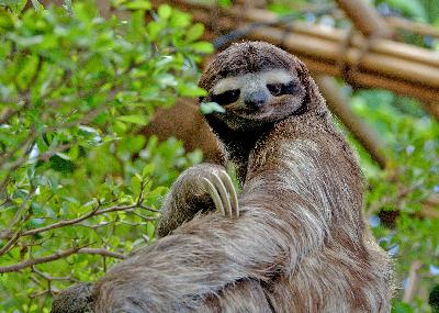 Sloths Are One of Nature’s Greatest Survivors