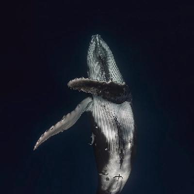 Música para ballenas -Los deberes de la escucha.