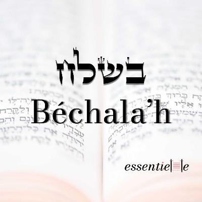 5786 - Béchala'h - Tout est de D.ieu et tout est à faire !