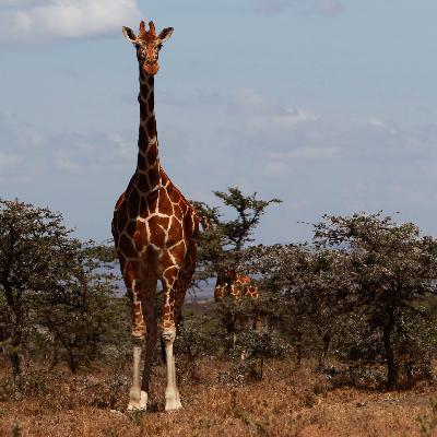 Umziehen fürs Überleben - Kenias Giraffen müssen Menschen weichen Umziehen fürs Überleben - Kenias Giraffen müssen Menschen weichen