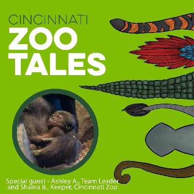 Baby Gorilla Update from the Cincinnati Zoo Care Team