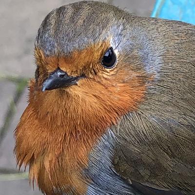 Christmas 2020: An ode to the robin Christmas 2020: An ode to the robin