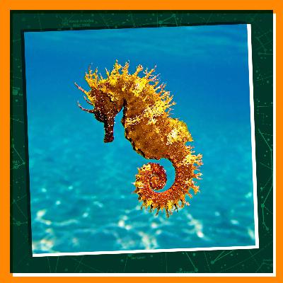 Get Curious About Seahorses