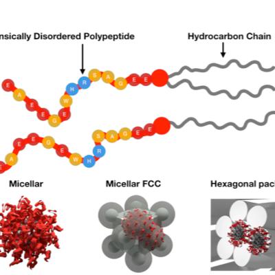 Intrinsically Disordered Peptide Amphiphiles - what are they and what are they good for?