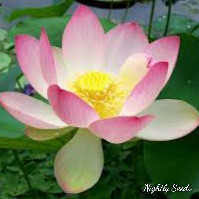 Trendy=Stress- Daily Nightly Seed Ladies Series Trendy=Stress- Daily Nightly Seed Ladies Series