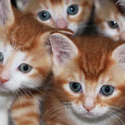 The Cats The Workout Workout (Encore Episode)