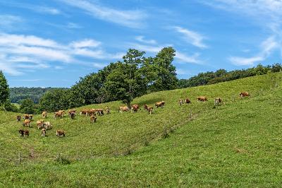 Entrepreneurship and Ethical Considerations in Animal Welfare and Meat Production with Dan Honig Entrepreneurship and Ethical Considerations in Animal Welfare and Meat Production with Dan Honig