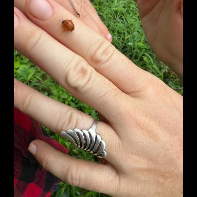 All About Panama Series: Bugs in Panama