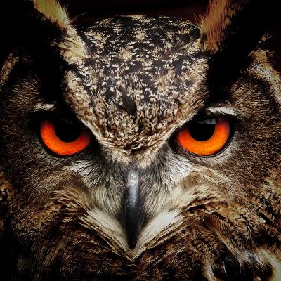 The Shamanic Way of the Birds: Bird Magic and the Language of the Birds The Shamanic Way of the Birds: Bird Magic and the Language of the Birds