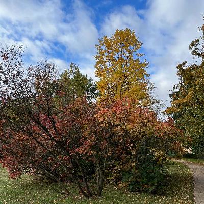 Bunt sind schon die Wälder Bunt sind schon die Wälder