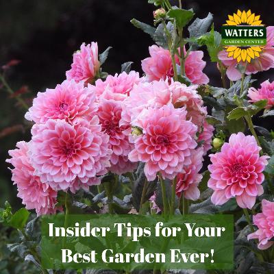 🎙️Welcome to Episode 25 – 32 of The Mountain Gardener Podcast with Ken and Lisa Lain!