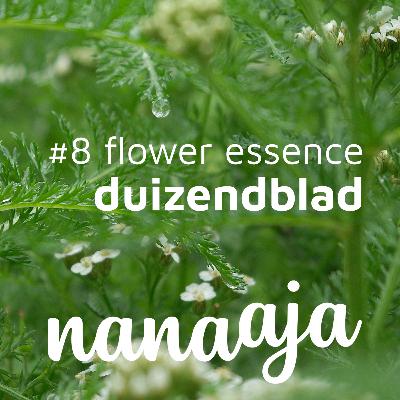 #8 Flower Essence ~ Duizendblad #8 Flower Essence ~ Duizendblad
