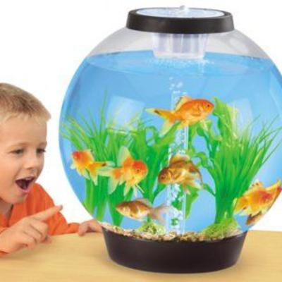 Fish as pet