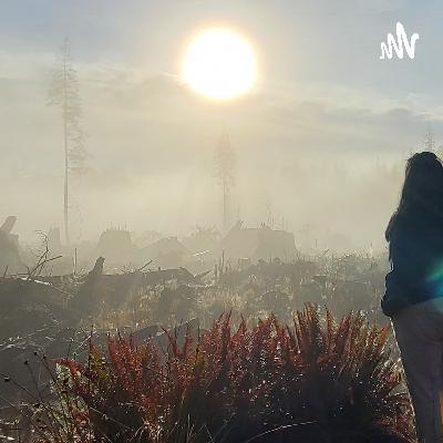 Introduction to the #LandBack movement