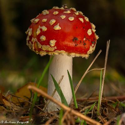 Unsere Fotografie im Herbst