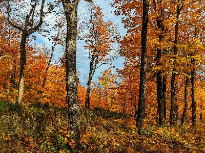 Green Visions: Public Forest Expansion in St. Louis County