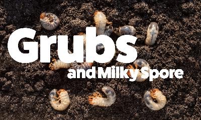 Grubs and Milky Spore