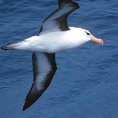 L’albatros de Charles Baudelaire