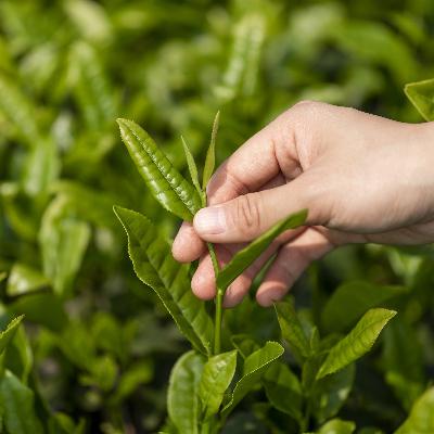 1 茶从药用走向饮用的历程