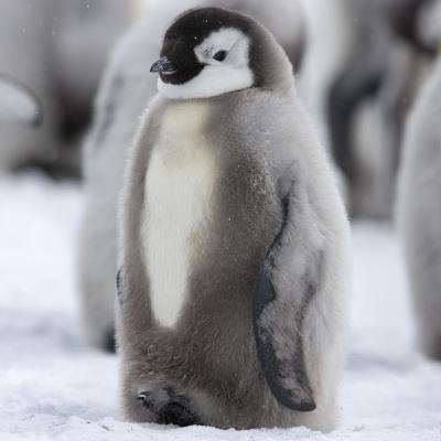 Eu sunt un pinguin haios