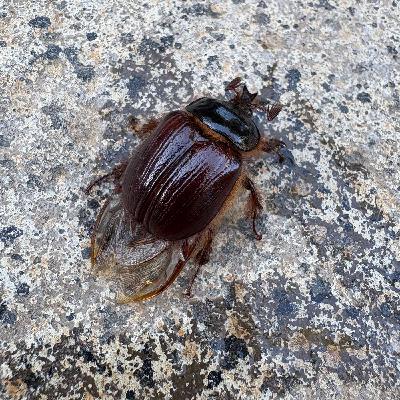 The Rain Beetle