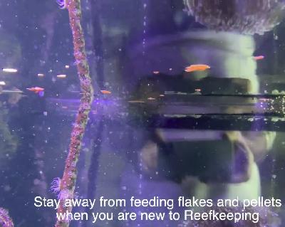 Avoid feeding flake and pellet foods - the new reef keeping hobbyist Avoid feeding flake and pellet foods - the new reef keeping hobbyist
