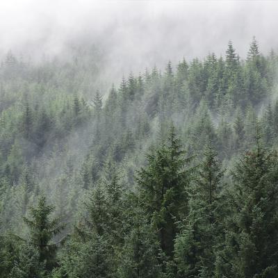 Early morning rain Field Recording