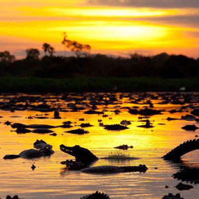 PANTANAL: IF BAIANO