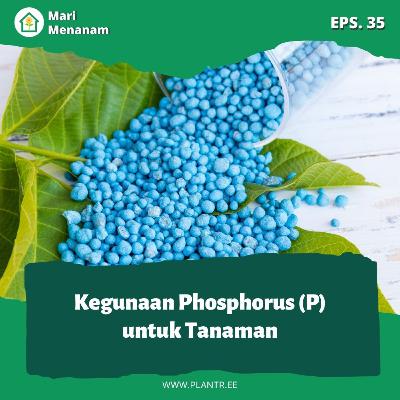 MM 35: Kegunaan Phosphorus (P) untuk Tanaman