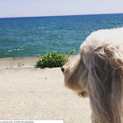 They're Good Dogs, Brent (Dog Instagram with Tori Szekeres) They're Good Dogs, Brent (Dog Instagram with Tori Szekeres)