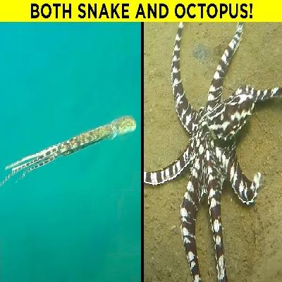 Unbelievable Things Animals Are Able To Do Unbelievable Things Animals Are Able To Do