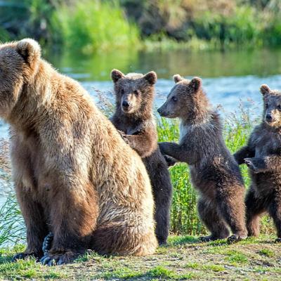 #81 Between Two Bears Part 3