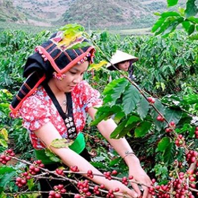 Xã hội chuyển động - Chuyển đổi cơ cấu cây trồng, vật nuôi, đa dạng sinh kế giúp người dân thoát nghèo bền vững