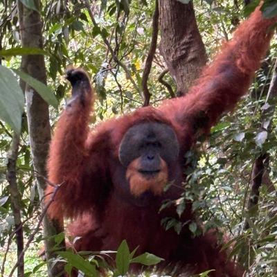 Dans la jungle de Sumatra Dans la jungle de Sumatra