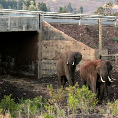 Pasillos Biológicos en Africa, fundamentales para la supervivencia de los grandes herbívoros Pasillos Biológicos en Africa, fundamentales para la supervivencia de los grandes herbívoros