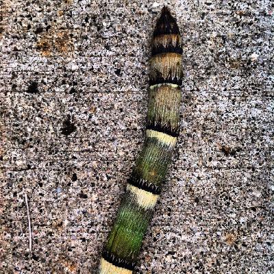 Red Electric Serpent