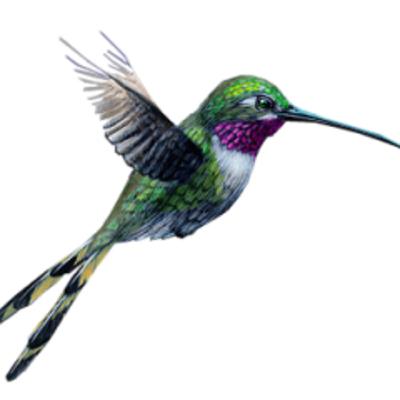 LOS AHORAS de “Oscar Sorialez”