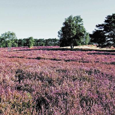 Westruper Heide: Das Spiel mit dem Licht