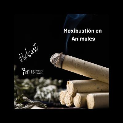 MOXIBUSTIÓN EN ANIMALES, CALOR QUE SANA