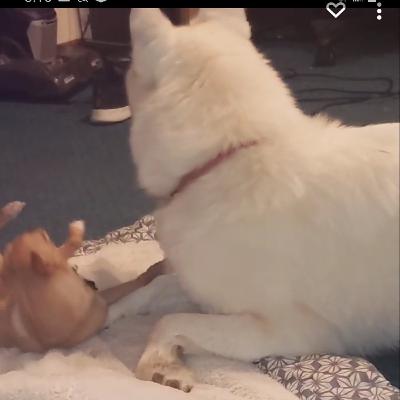Sky and Bella eating treats