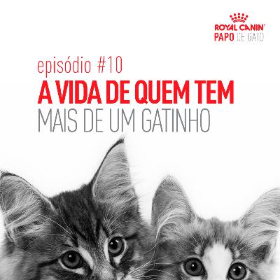 A vida de quem tem mais de um gatinho