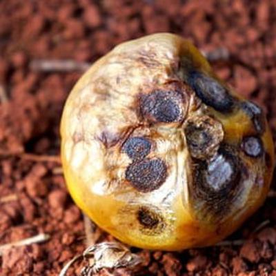 Rejeição II: Só lamento pelo não-fruto